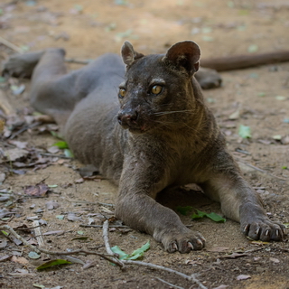Kirindy - Fossa